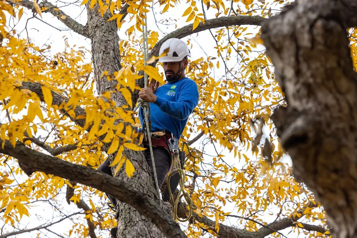 Skilled Tree Planting crew working in Show Low