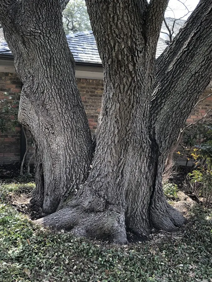 Mature heritage tree close to a Show Low property cared for by certified arborists